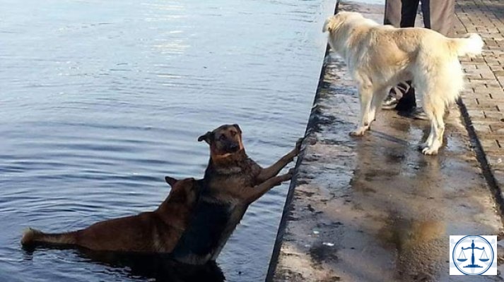 Denize düşen köpeği, ardından atlayan köpek kıyıya getirdi