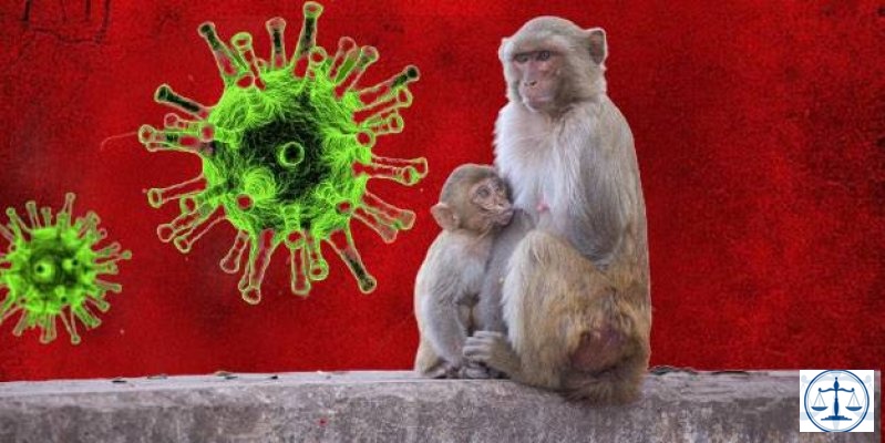 Maymun Çiçeği Virüsünde Son Durum Ne? Türkiye’yi Ne Bekliyor?
